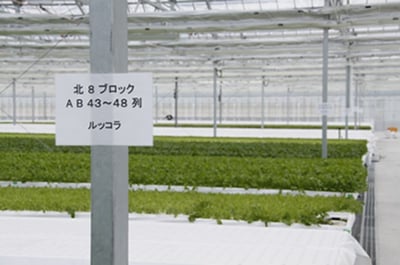 By hydroponics method, over 30 types of vegetables, including baby leaves, are produced and shipped all year round.