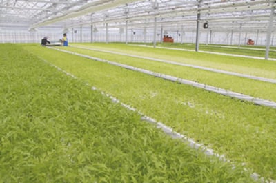 By hydroponics method, over 30 types of vegetables, including baby leaves, are produced and shipped all year round.